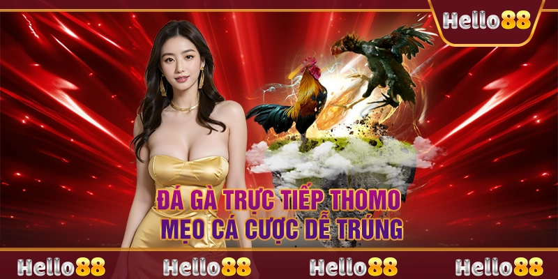 Đá gà trực tiếp Thomo - Mẹo cá cược dễ trúng